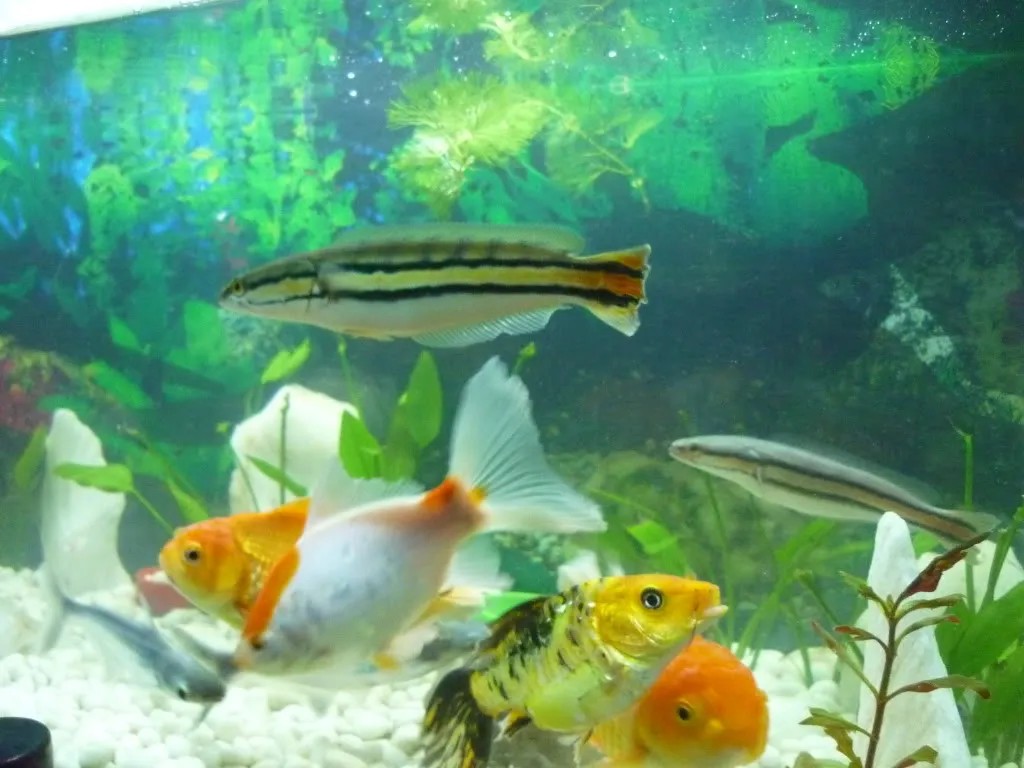 Một nhóm cá vàng con đang tập trung ăn bobo dưới nước