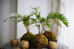 Chậu cây kokedama được treo lơ lửng tạo điểm nhấn độc đáo