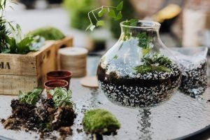 Tiểu cảnh terrarium với nhiều loại cây xanh nhỏ xinh