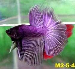 Cá Halfmoon tím của Minburi Betta, một trong những dòng tím thuần khiết nhất.