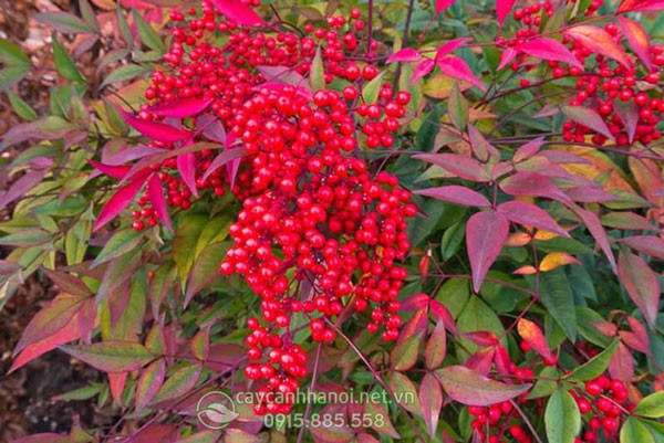 Quả cây nam thiên trúc có màu đỏ