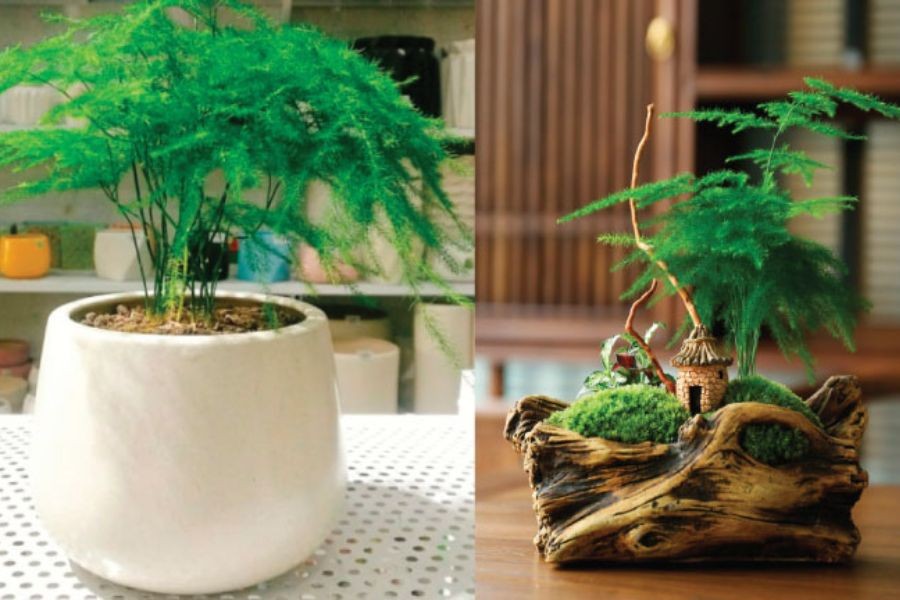 Thủy tùng là một món quà tặng may mắn trong các dịp đặc biệt.