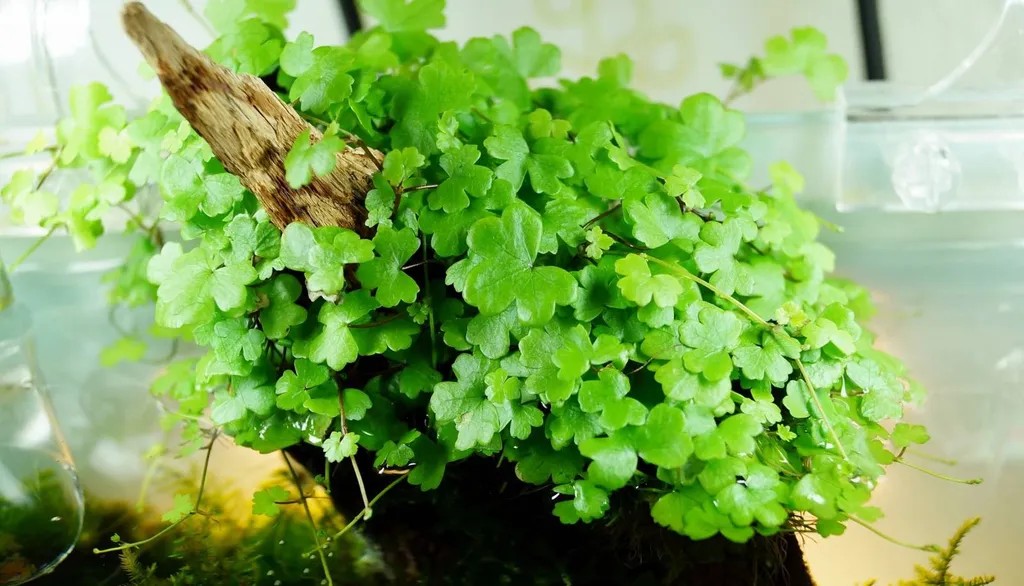 Cây rau má hương, cây thủy sinh mini trang trí bể cá đẹp mắt