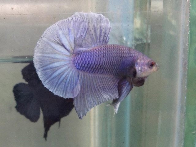 Chú cá được mô tả là "tím" nhưng thực chất là Royal Blue nền nhạt.