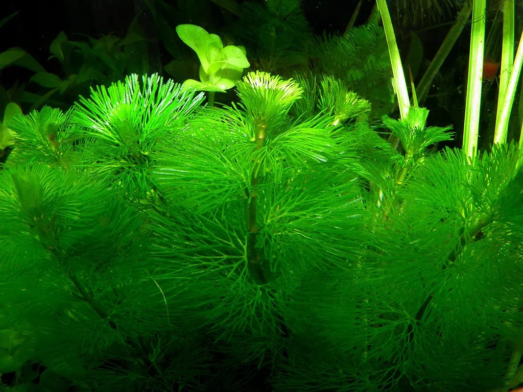 Cận cảnh rong La Hán xanh, cây thủy sinh không cần đất nền và CO2