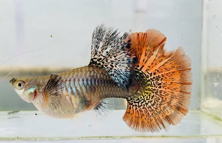 Đốm thai xuất hiện rõ nét khi cá bảy màu mang thai.