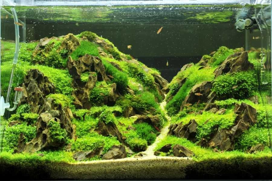 Chọn và setup hệ thống cây thủy sinh vào bên trong hồ.
