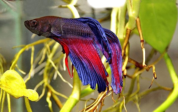 tai sao ca betta bi tum duoi cac cach khac 1 1