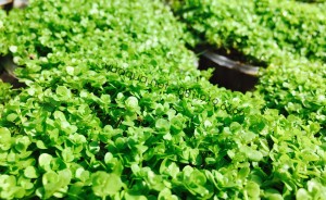 Cận cảnh một bụi Trân Châu Ngọc Trai chuẩn bị được trồng xuống nền.