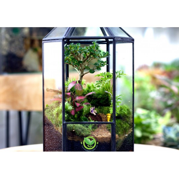 Cách setup Terrarium chuẩn đẹp