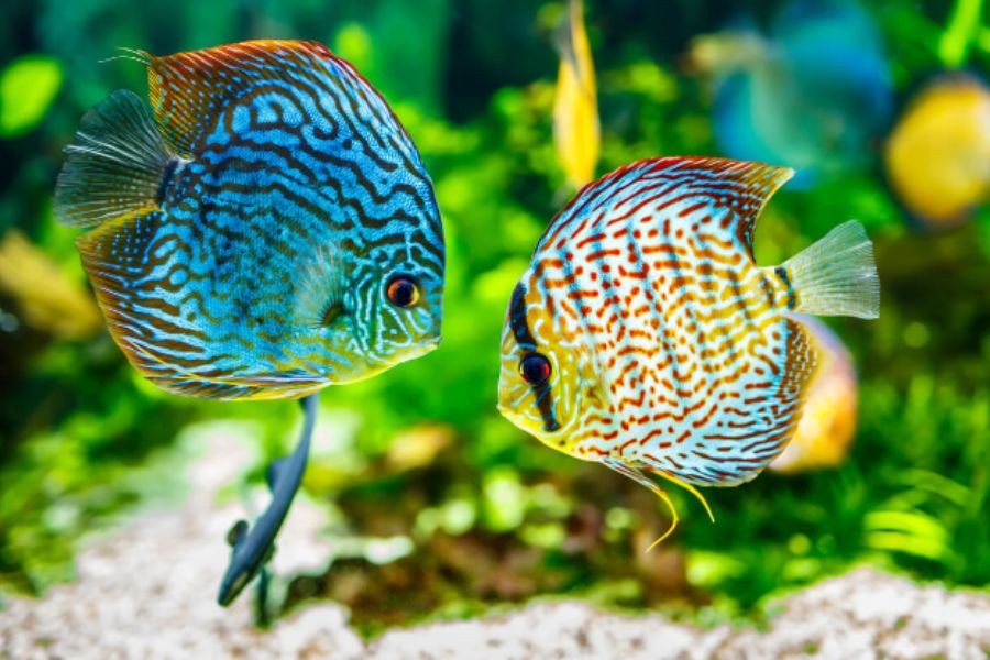 Bước cuối cùng là bạn có thể thả cá vào hồ thủy sinh.