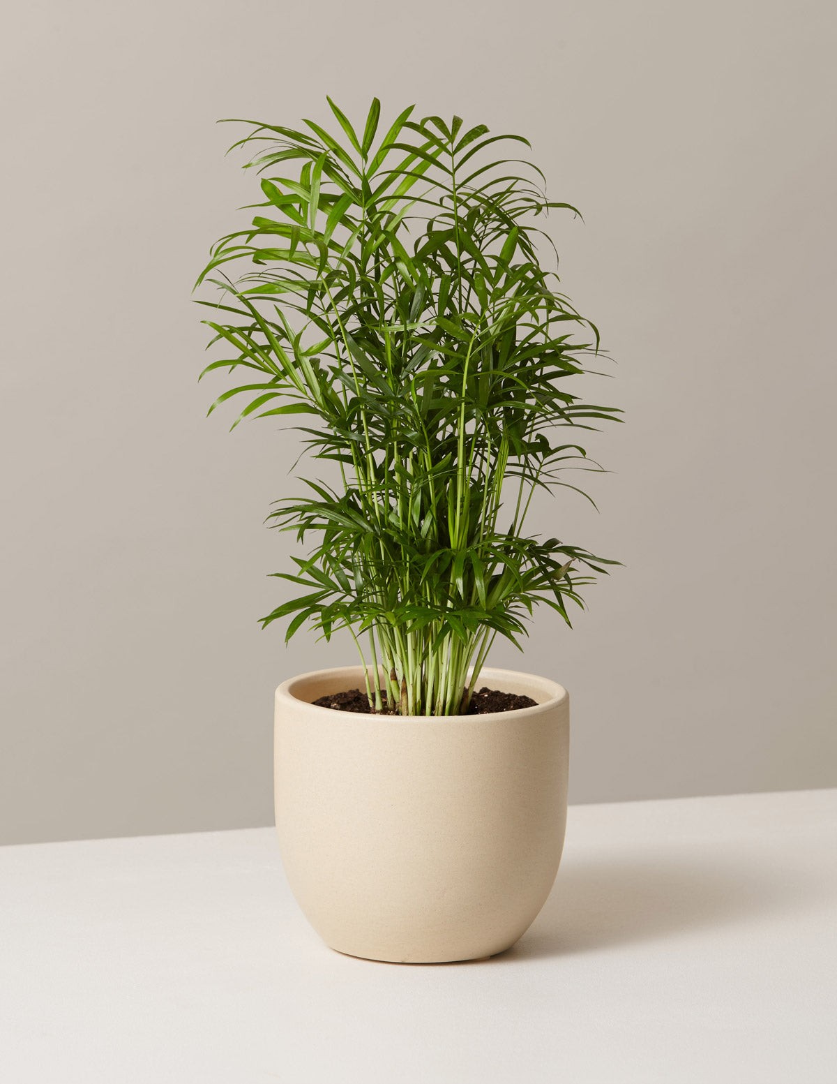 Cây cau tiểu trâm xanh tốt, biểu tượng cho sự vững chãi và may mắn của Kim Ngưu