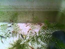 Cá bảy màu cần sự ấm áp vào mùa đông