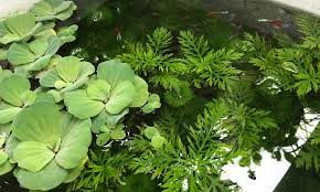 Cá bảy màu trong thùng xốp vào mùa đông cần bổ sung nhiệt