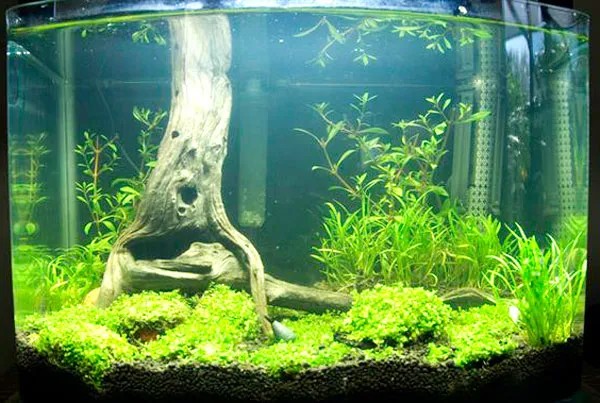 Ý nghĩa phong thủy của hồ thủy sinh nhất trụ với trụ lũa kiên cố