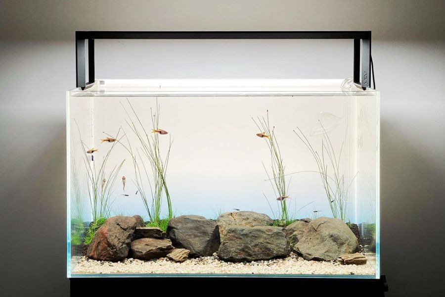 Bạn có thể tìm mua hồ hoặc tự dán kính để làm hồ thủy sinh.