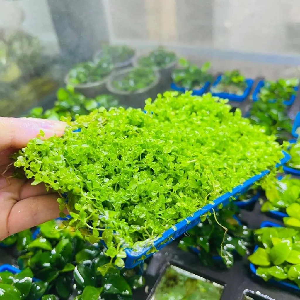 Cây thủy sinh tiên cảnh tạo thảm xanh mướt cho hồ thủy sinh