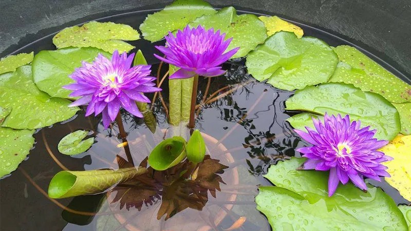 Cánh hoa súng thủy sinh tím biếc, nở rộ trong hồ cảnh