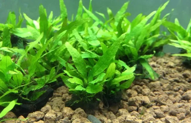 Cây thủy sinh trung cảnh đa dạng màu sắc, tạo điểm nhấn cho bể cá