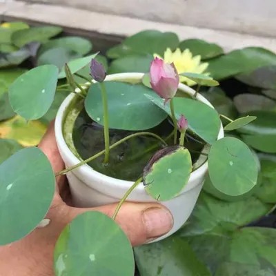 Chậu sen thủy sinh mini an yên, trang trí bàn làm việc