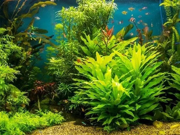 Cây thủy sinh hậu cảnh cao lớn, tạo phông nền sâu cho bể