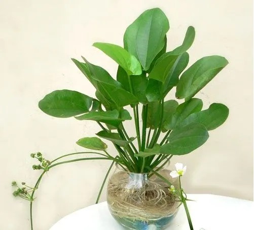 Cây thủy cúc nở hoa trong môi trường thủy sinh