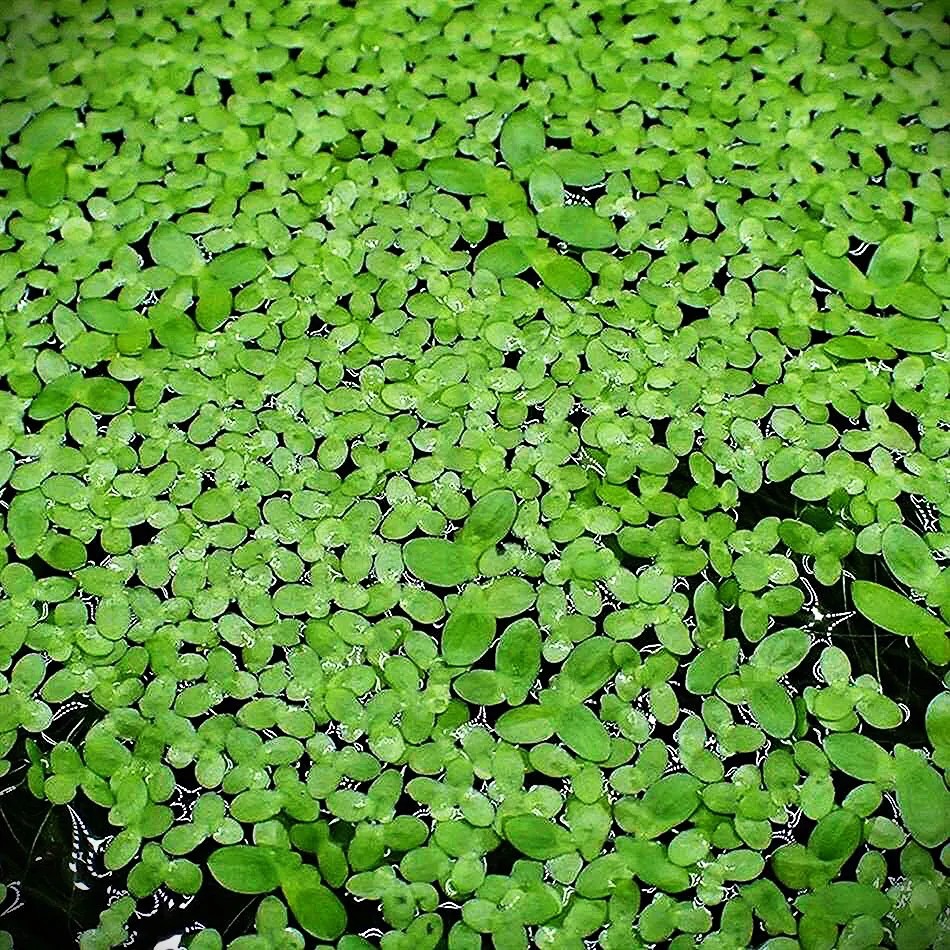 Cây bèo tấm phủ kín mặt nước, hấp thụ nitrat và phosphate cho bể cá