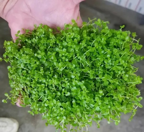 Thảm trân châu, cây thủy sinh tiên cảnh lý tưởng cho bể cá