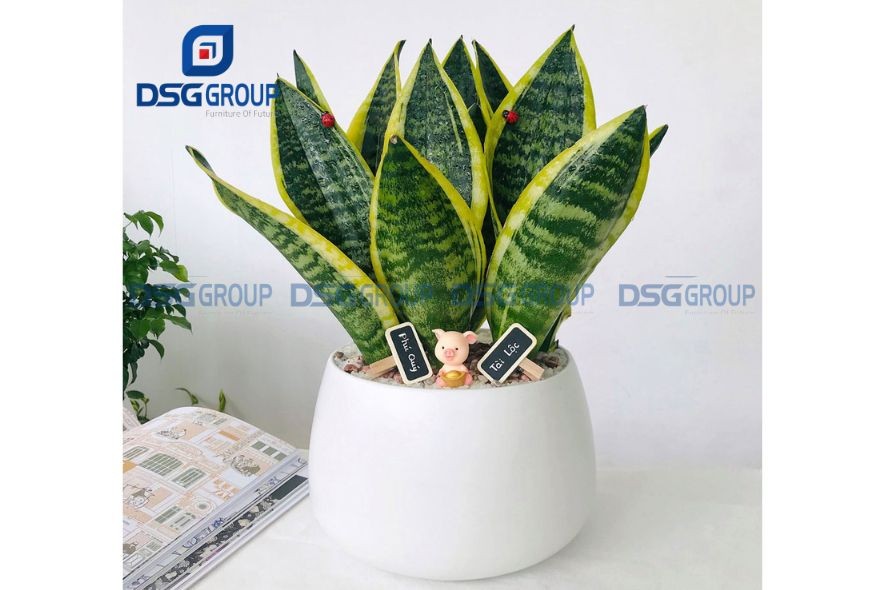 Cây lưỡi hổ để bàn viền vàng phổ biến