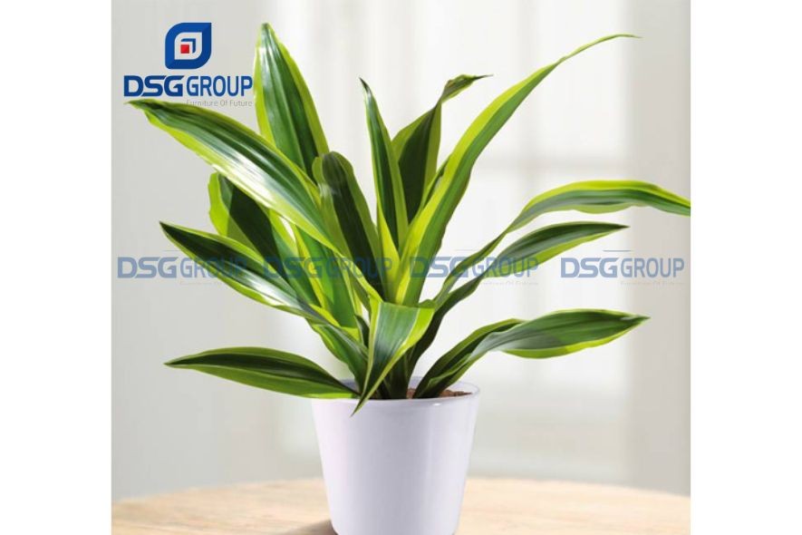 Cây thiết mộc lan sọc màu vàng hợp người mệnh thổ