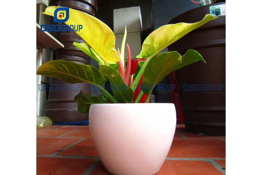 Cây đế vương vàng hợp phong thủy tuổi 1977