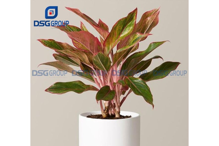 Cây phú quý hợp mệnh người tuổi tỵ 1977