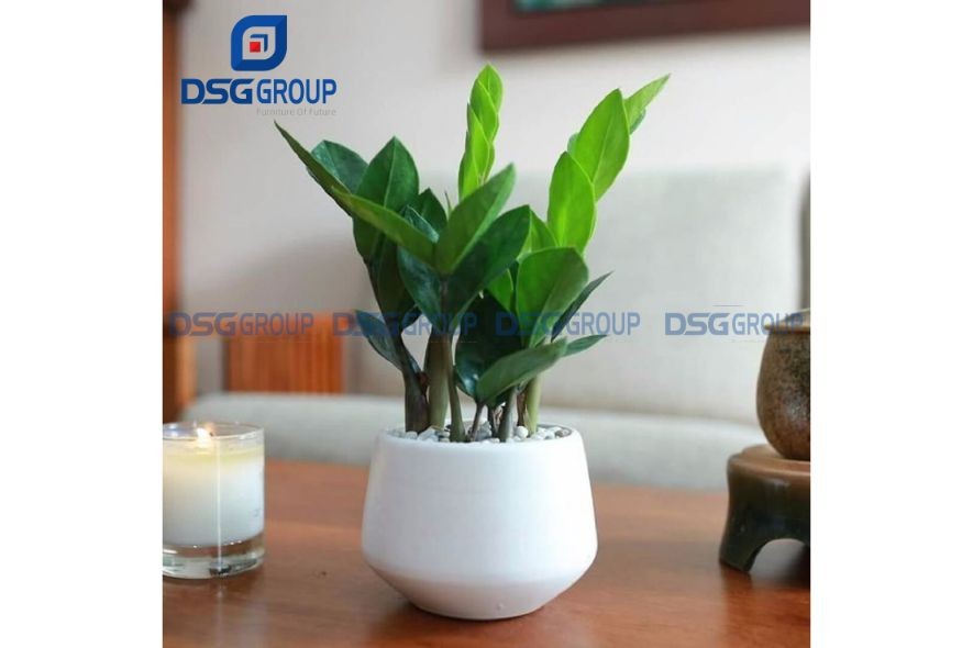 tuoi canh ngo hop cay gi de ban lam viec 1 1