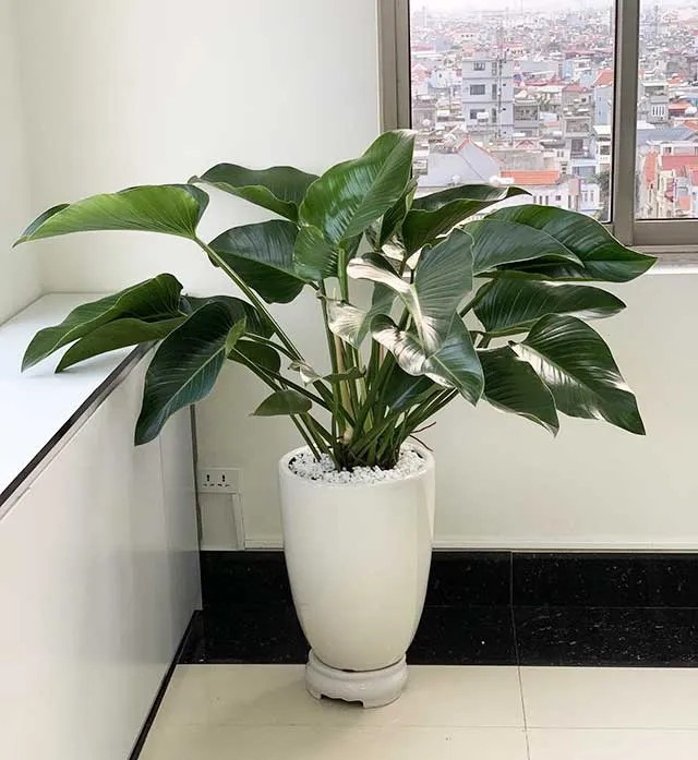 Cây Đế vương xanh hợp với người tuổi Canh Dần