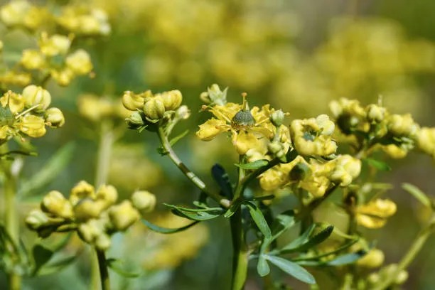 Cây phong thủy hợp tuổi Giáp Dần (sinh năm 1974)