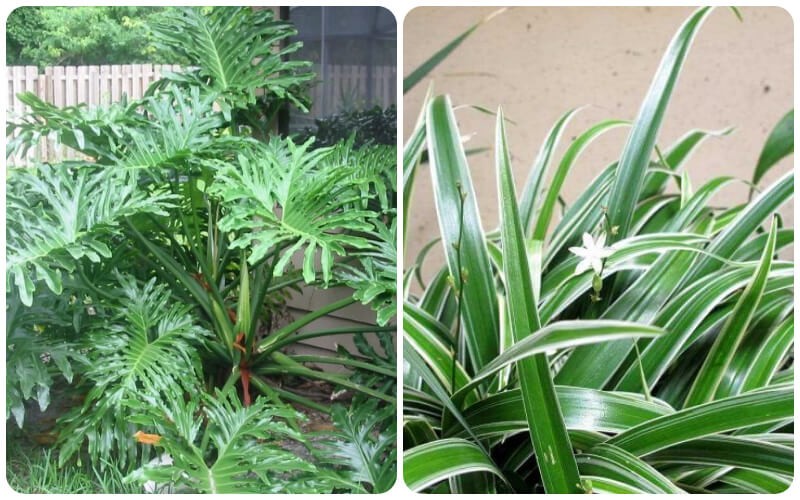 Trầu bà tay phật (bên trái) và cây lan chỉ (bên phải)