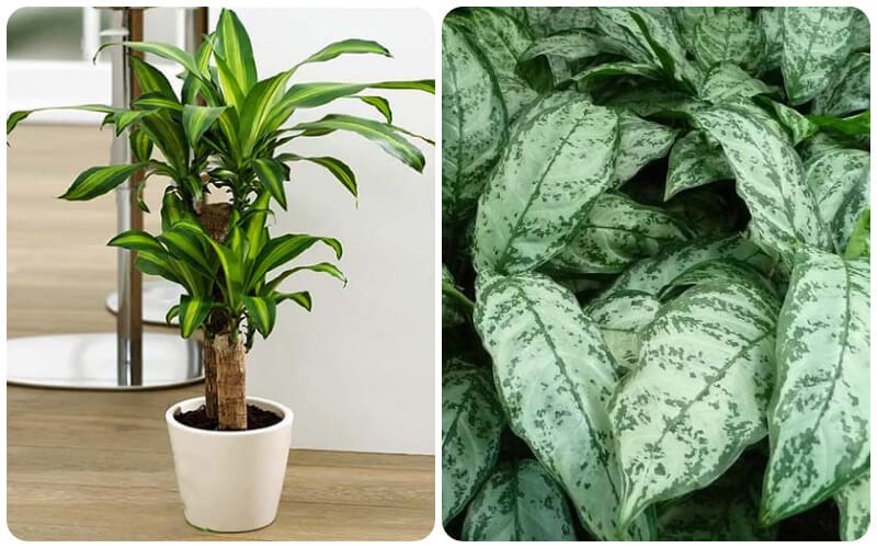 Thiết mộc lan (bên trái) và Cây Huyết dụ (bên phải)