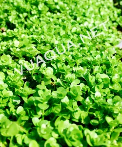 Trân Châu Ngọc Trai đang phát triển mạnh mẽ trong bể thủy sinh.