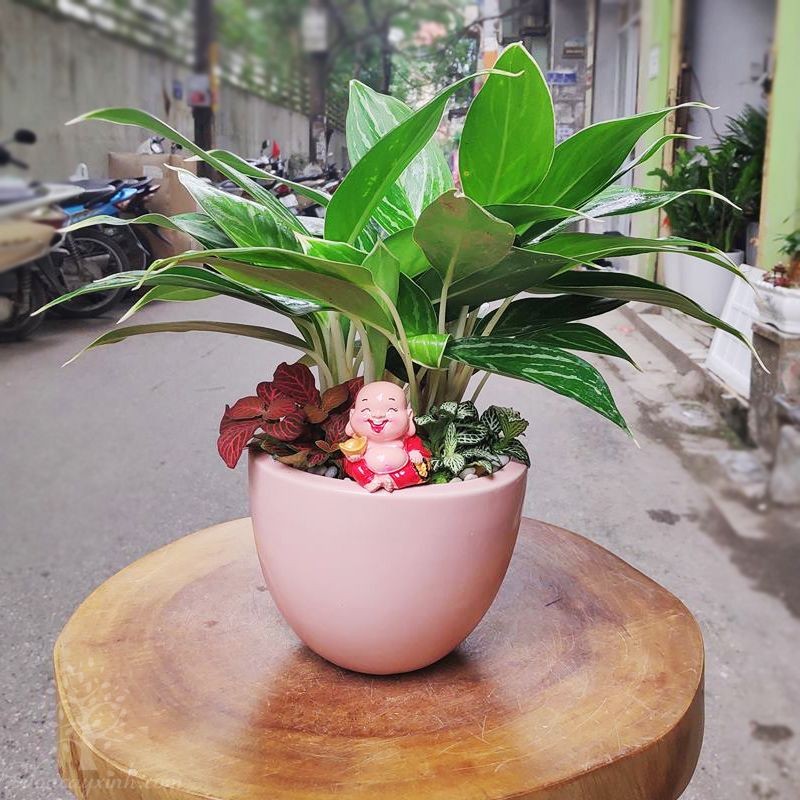 1995 hợp cây gì để bàn làm việc cây bạch mã hoàng tử