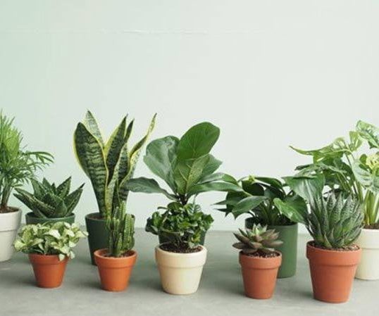 1995 hợp cây gì để bàn làm việc