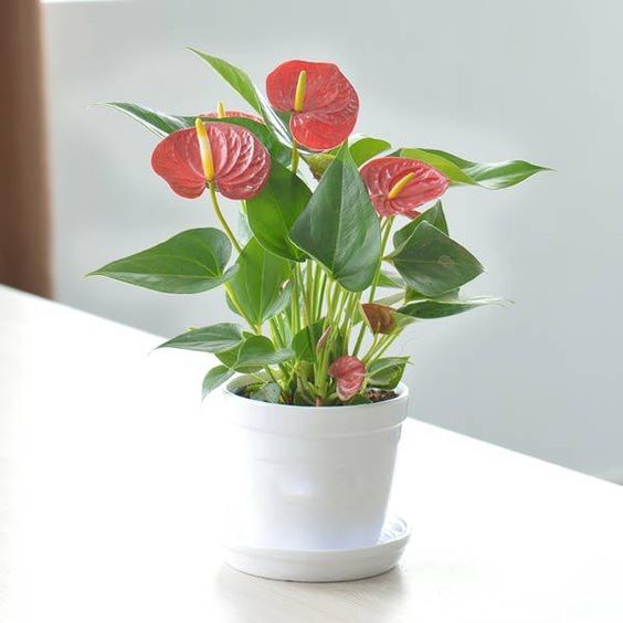 1995 hợp cây gì để bàn làm việc - cây hồng môn