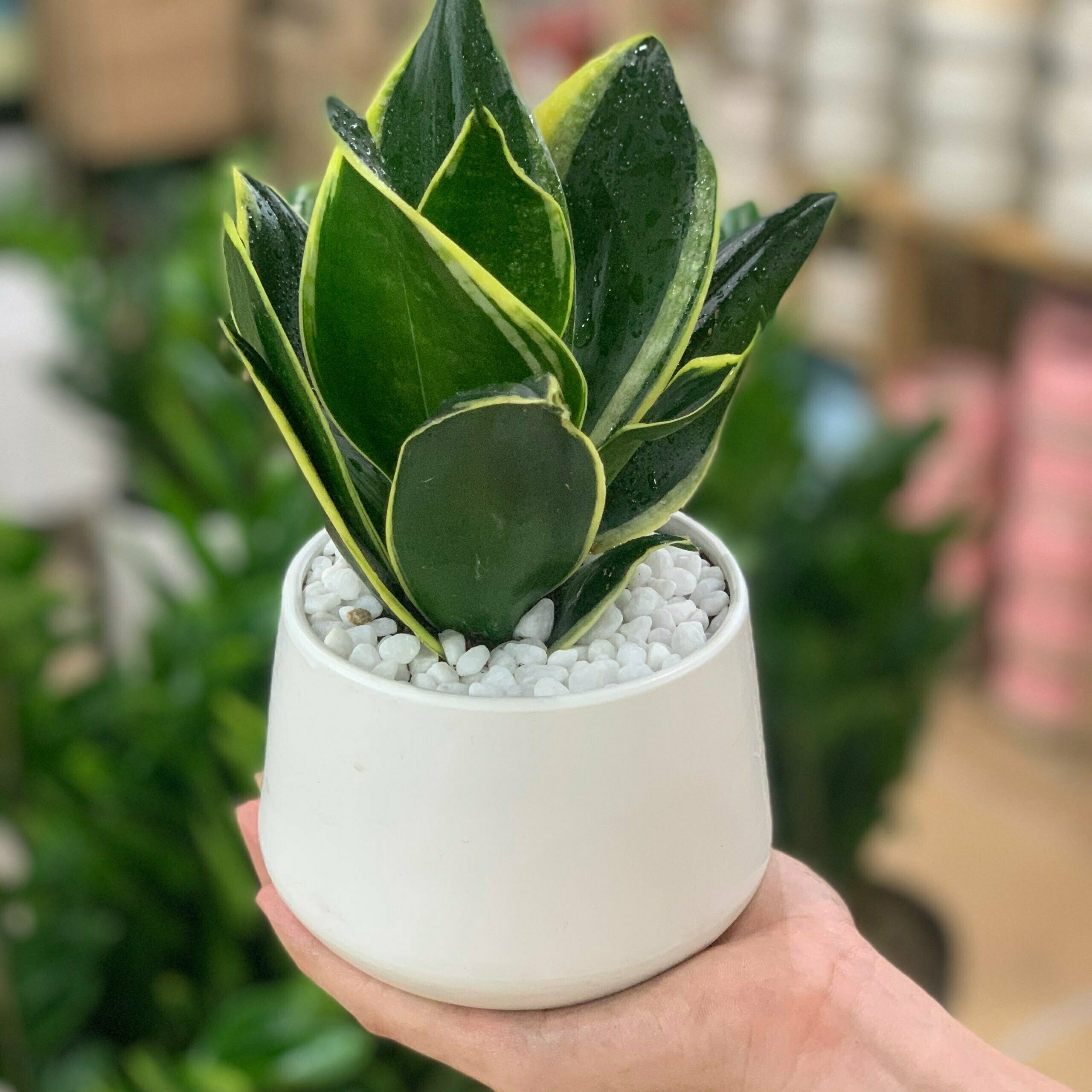 1995 hợp cây gì để bàn làm việc - cây lưỡi hổ