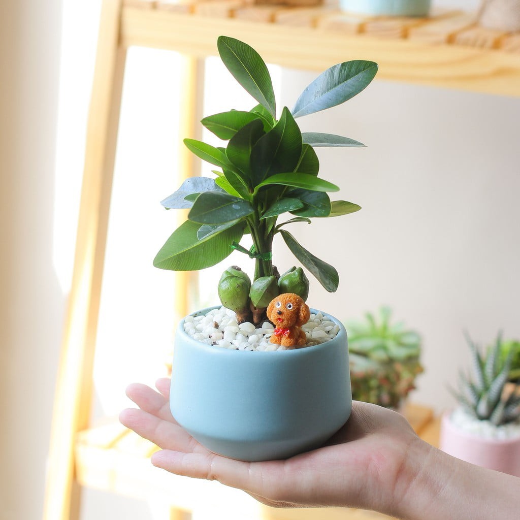 1995 hợp cây gì để bàn làm việc - cây tài lộc