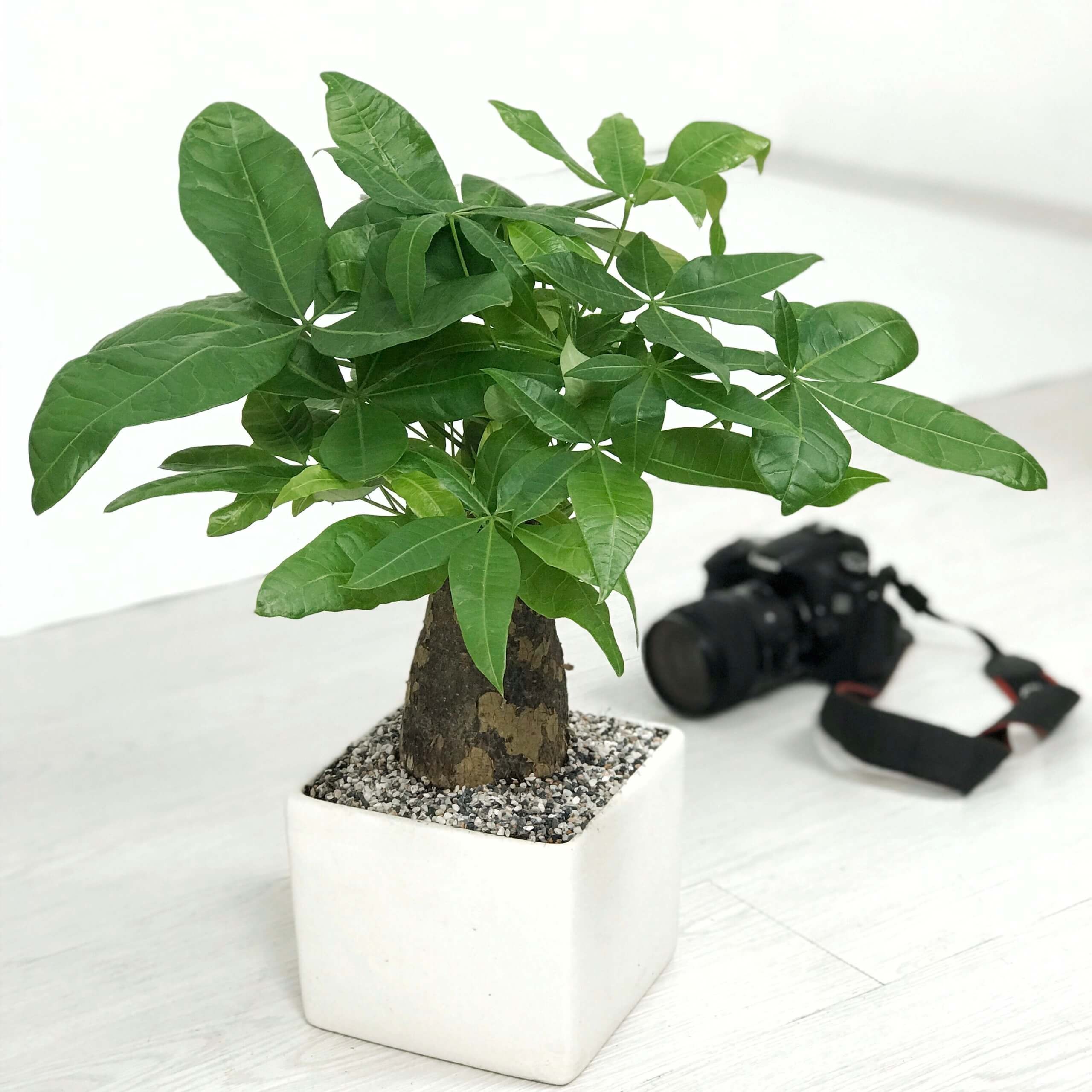 1995 hợp cây gì để bàn làm việc - kim ngân hoa