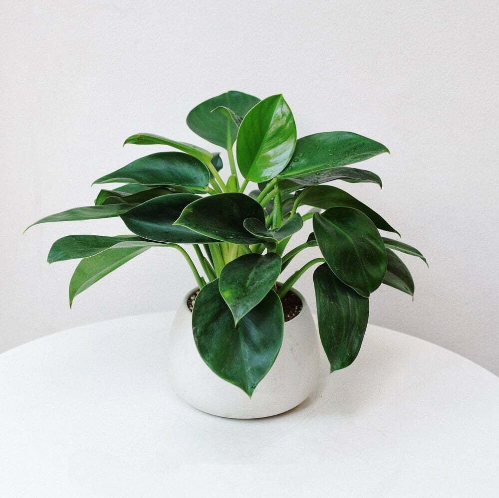 1995 hợp cây gì để bàn làm việc - cây trầu bà đế vương