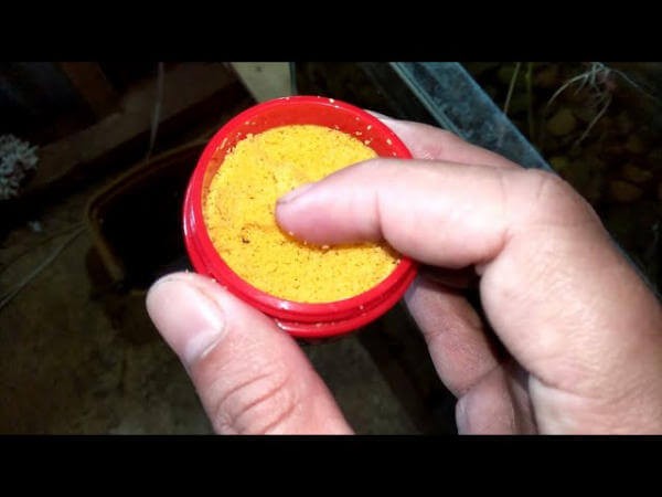 Lòng đỏ trứng cho cá ăn để bổ sung đạm