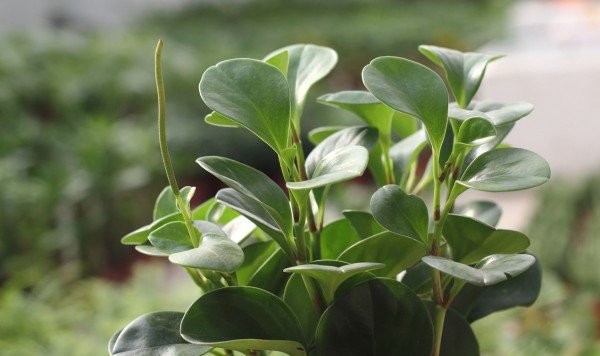 Cận cảnh lá cây trường sinh, cho thấy đặc điểm mọng nước và bóng bẩy