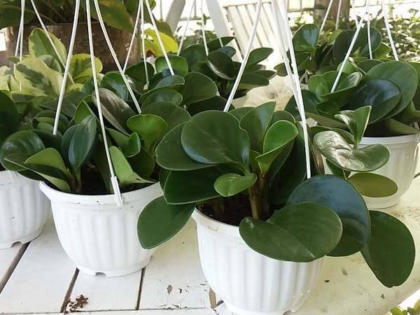 Cây trường sinh đặt trên bàn làm việc, giúp thanh lọc không khí và tạo không gian xanh mát