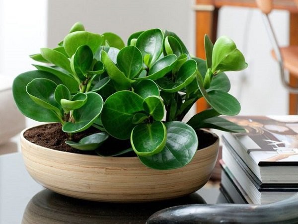 Cây trường sinh với lá xanh mướt, bóng bẩy và dáng cây tròn trịa