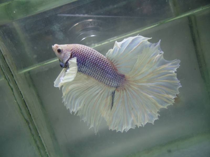 Một chú cá khác cũng được nhận định là "tím" nhưng nghiêng về tông xanh chàm.